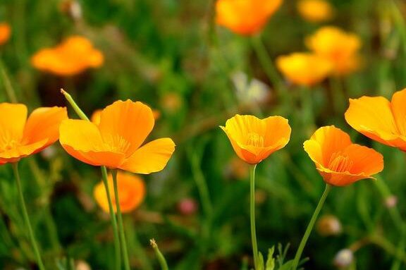 Significado de la flor Amapola de California ✔️