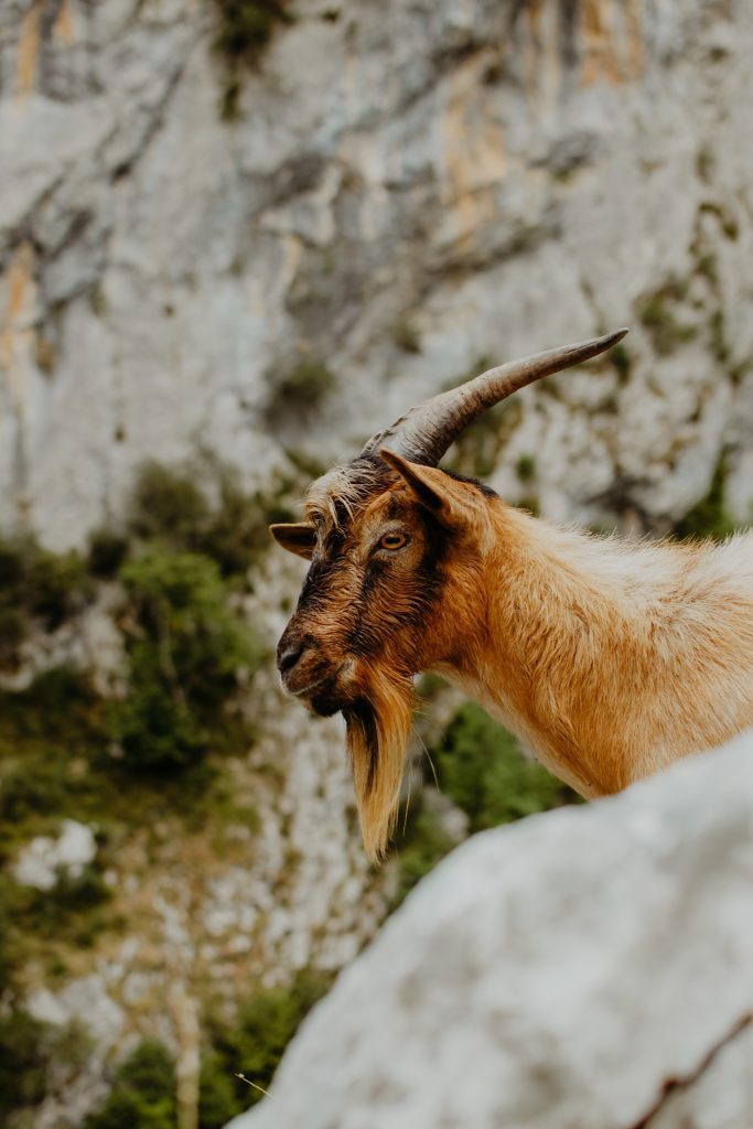 Significado del apellido Cabrales ✔️