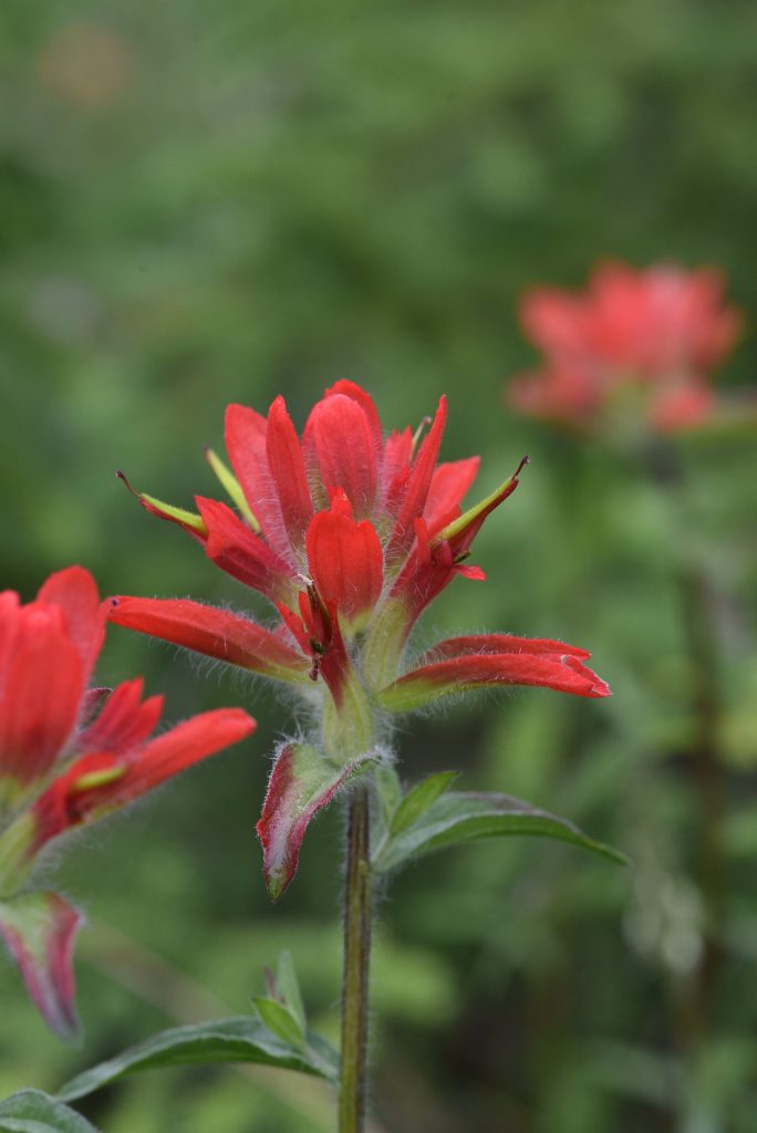 Significado del apellido Castilleja ✔️