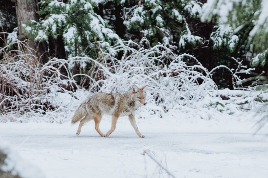 Significado del apellido Coyote ✔️