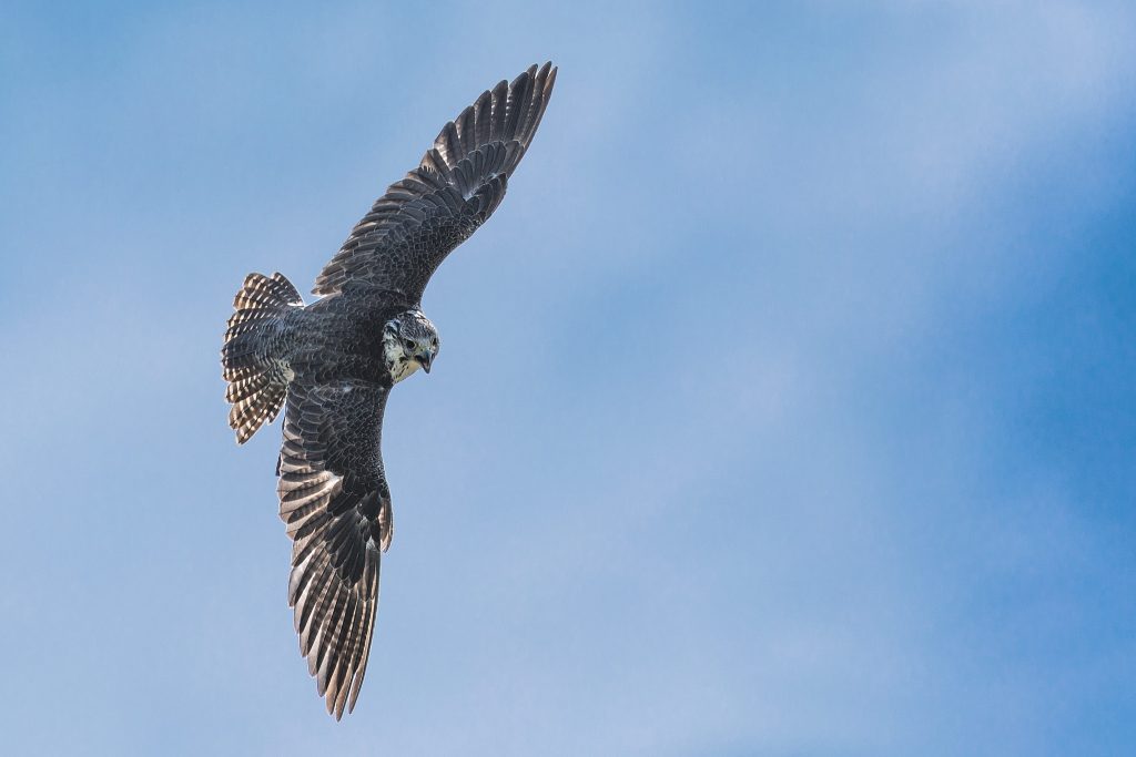 Significado del apellido Falcon ✔️