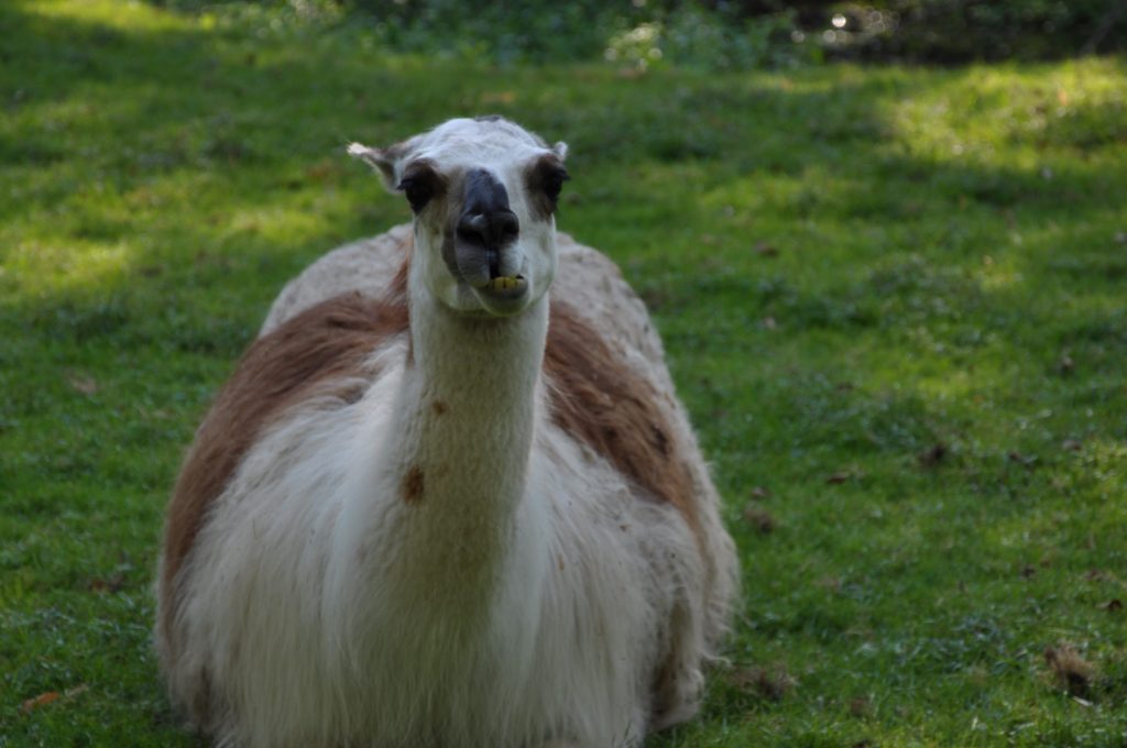 Significado del apellido Llamas ✔️