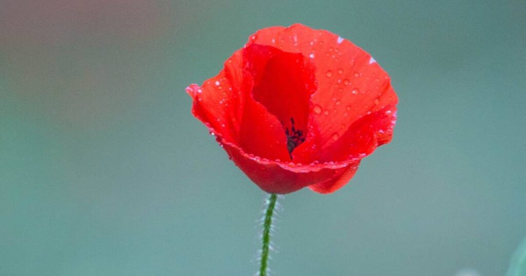 Significado de la flor Amapola ✔️