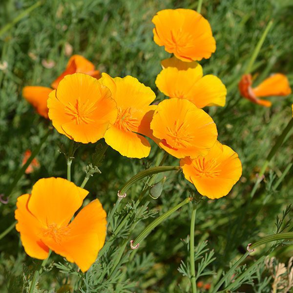 Significado de la flor Amapola de California ✔️