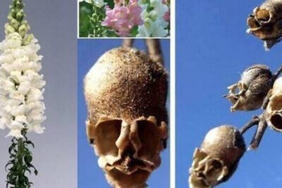 Significado de la flor Boca de Drag&oacute;n ✔️