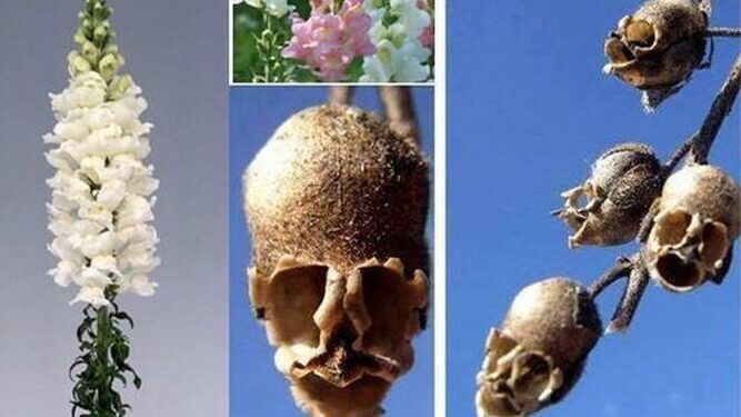 Significado de la flor Boca de Dragón ✔️