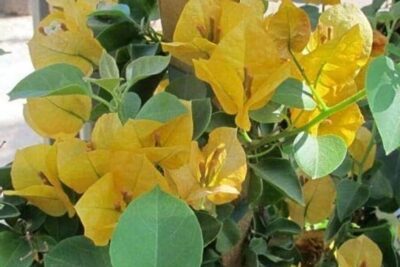 Significado de la flor Buganvilla de California ✔️