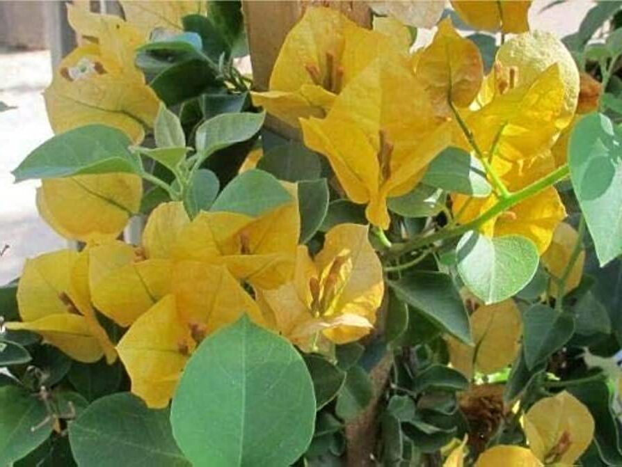 Significado de la flor Buganvilla de California ✔️