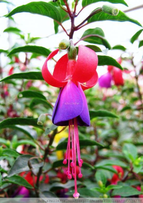 Significado de la flor Campanilla ✔️