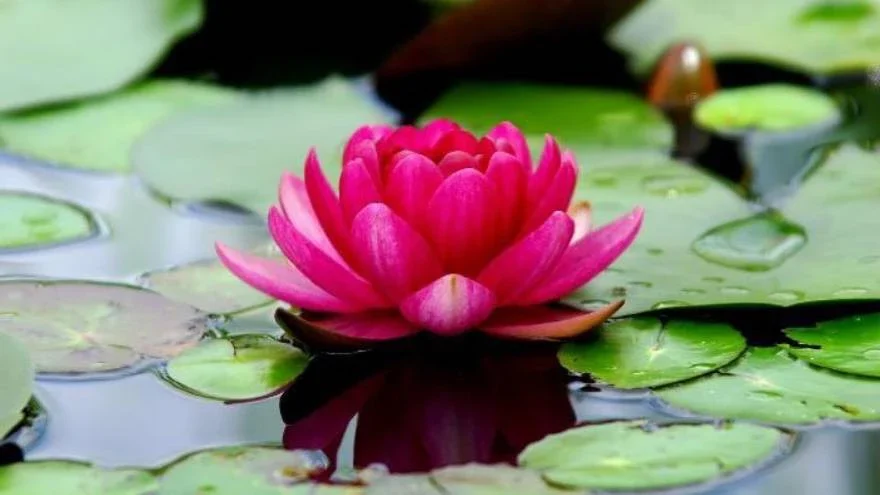 Significado de la flor de Loto ✔️
