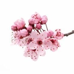 Significado de la flor Flor de Cerezo ✔️