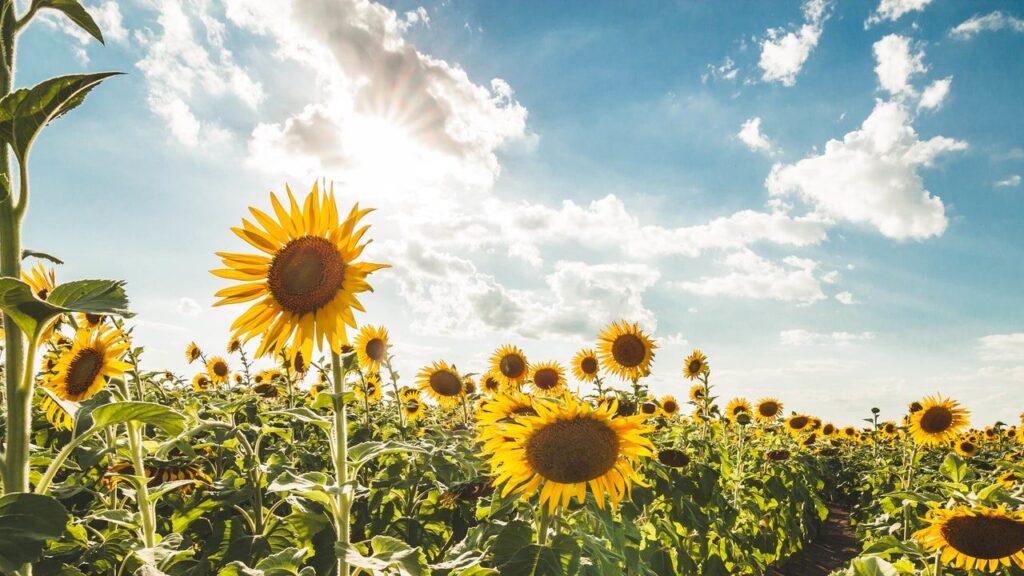 Significado de la flor Girasol ✔️