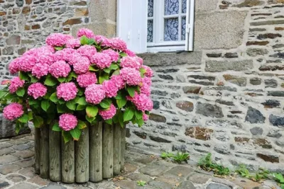 Significado de la flor Hortensia ✔️