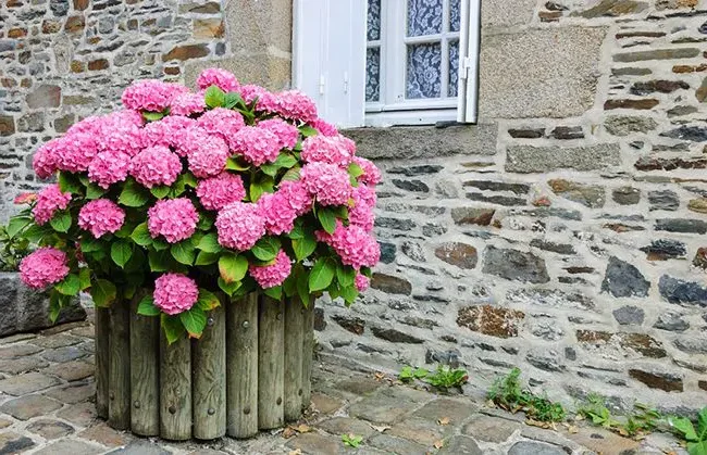 Significado de la flor Hortensia ✔️