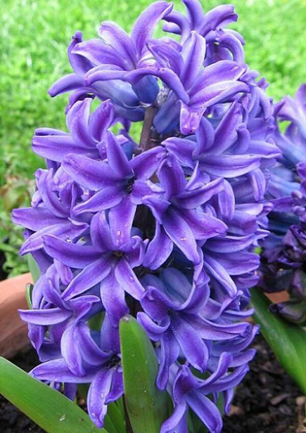 Significado de la flor Jacinto ✔️