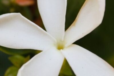 Significado de la flor Jazmín ✔️
