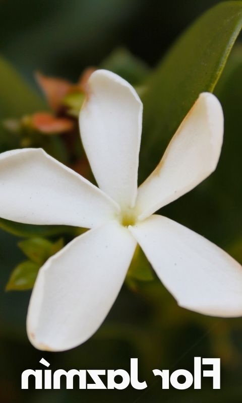 Significado de la flor Jazmín ✔️