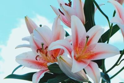 Significado de la flor Lirio ✔️