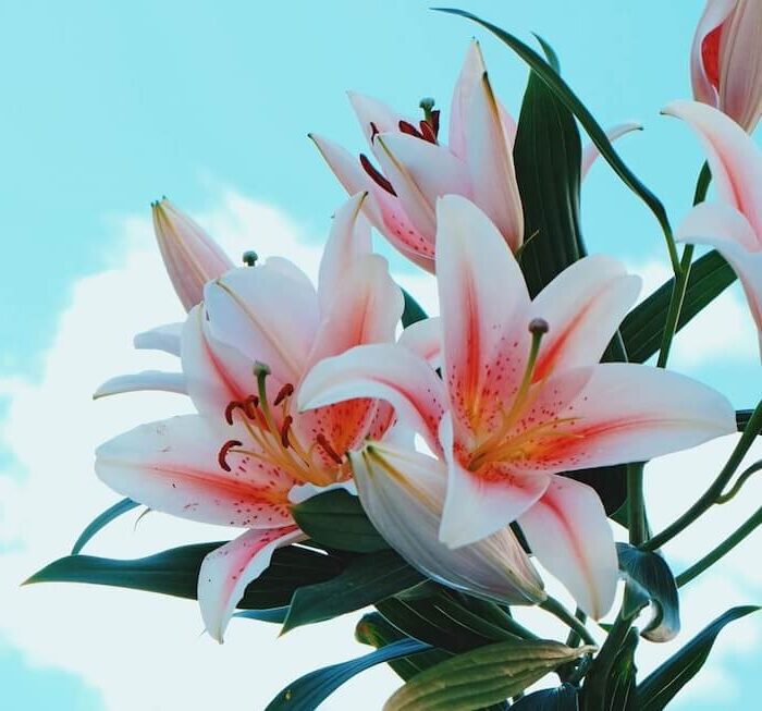 Significado de la flor Lirio ✔️