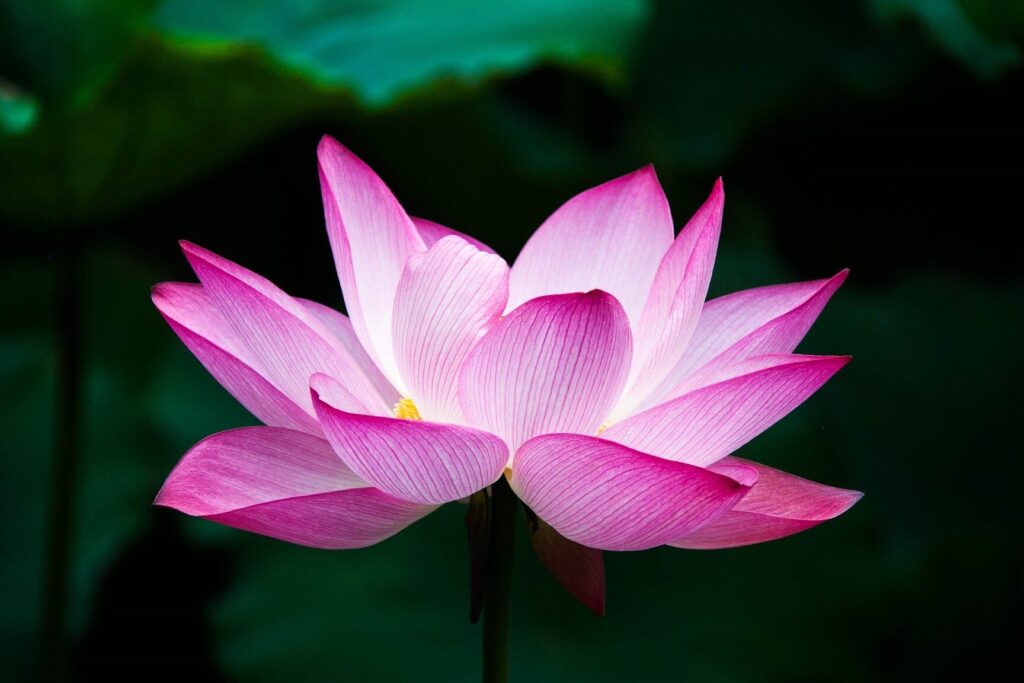 Significado de la flor de Loto ✔️