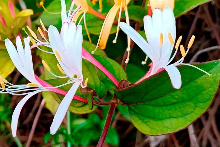 Significado de la flor Madreselva ✔️
