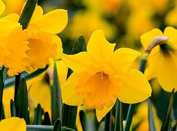 Significado de la flor Narciso ✔️