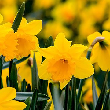Significado de la flor Narciso ✔️