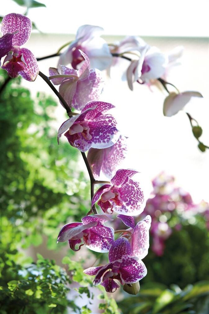Significado de la flor Orquídea ✔️