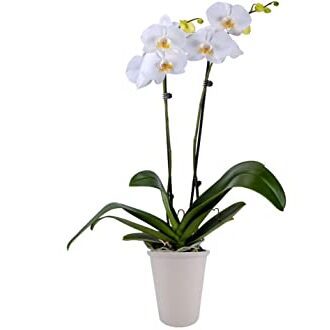 Significado de la flor Orquídea ✔️
