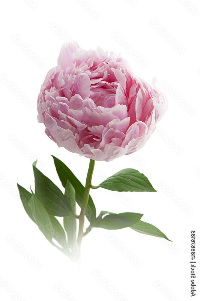 Significado de la flor Peonía ✔️