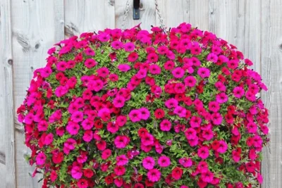 Significado de la flor Petunia ✔️