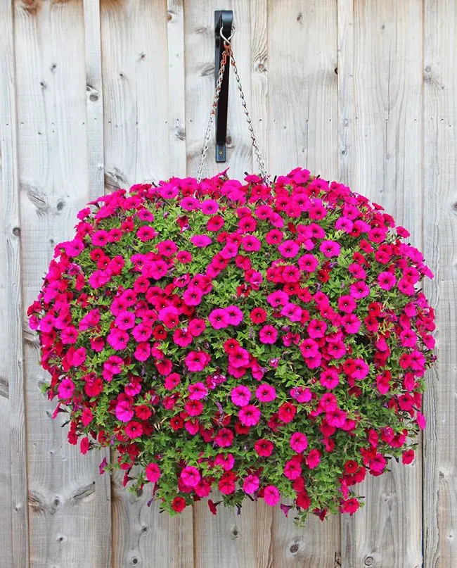 Significado de la flor Petunia ✔️