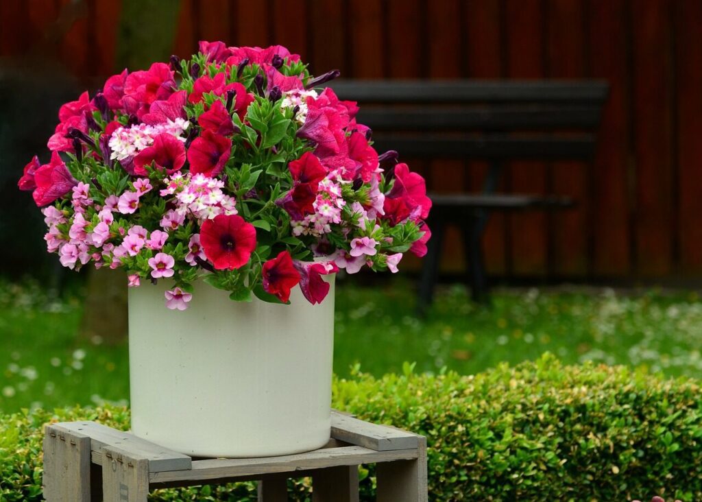 Significado de la flor Petunia ✔️