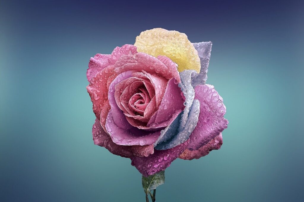 Significado de la flor Rosa ✔️