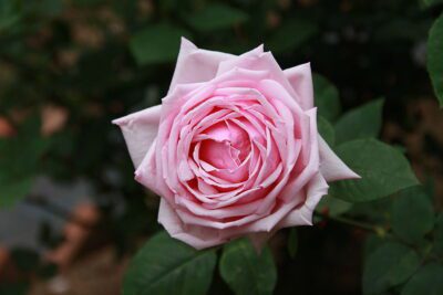 Significado de la flor Rosa ✔️