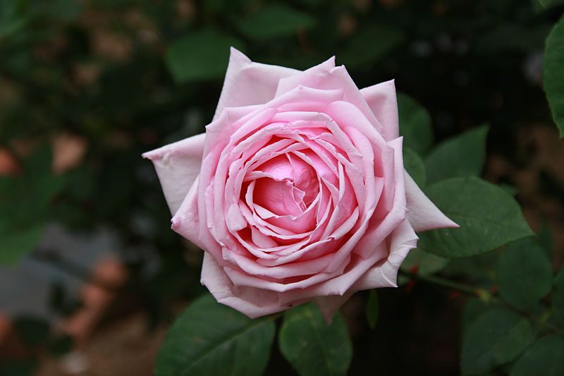 Significado de la flor Rosa ✔️