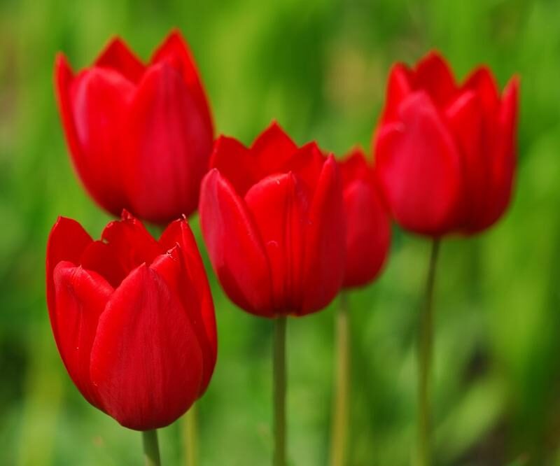 Significado de la flor Tulipán ✔️