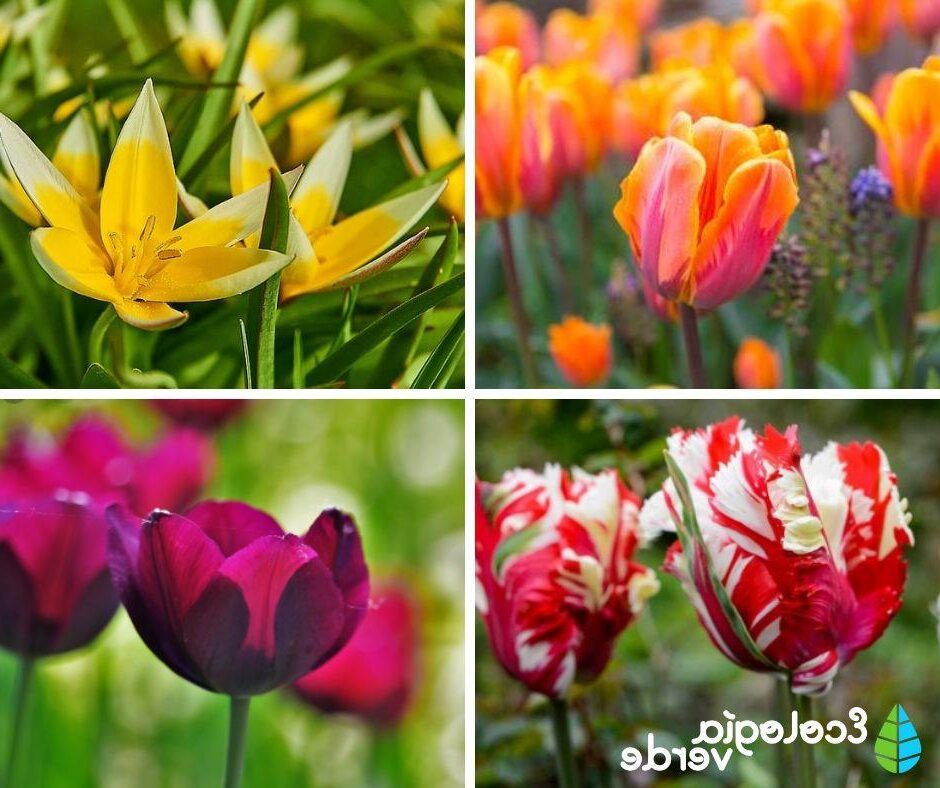 Significado de la flor Tulipán ✔️