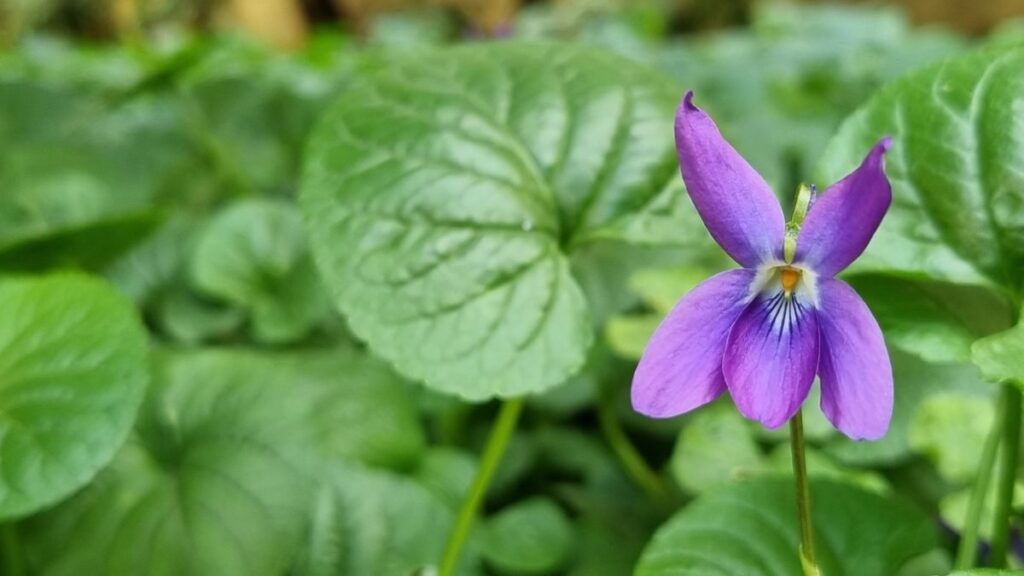 Significado de la flor Violeta ✔️