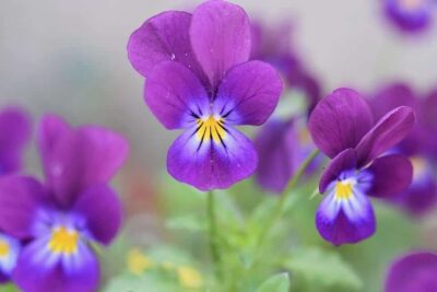 Significado de la flor Violeta ✔️