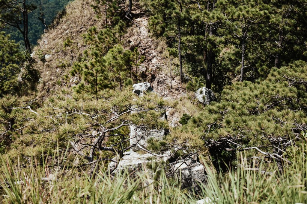 Significado del nombre Jairo ✔️