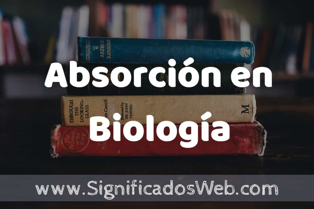 Concepto de Absorción en Biología ▶️¿Que es? Definición y Significado