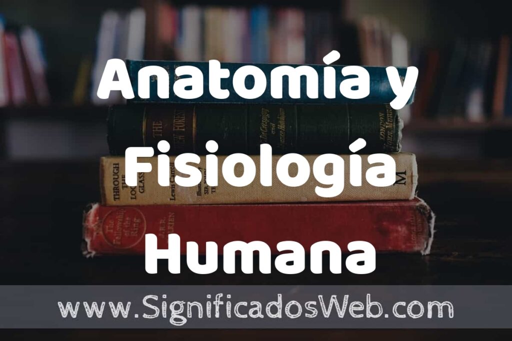 Concepto de Anatomía y Fisiología Humana ▶️¿Que es? Definición y Significado