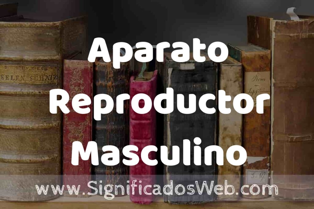 Definición de Aparato Reproductor Masculino: Que es, 5 Ejemplos, Tipos y Para que Sirve + Sinónimo y Significado