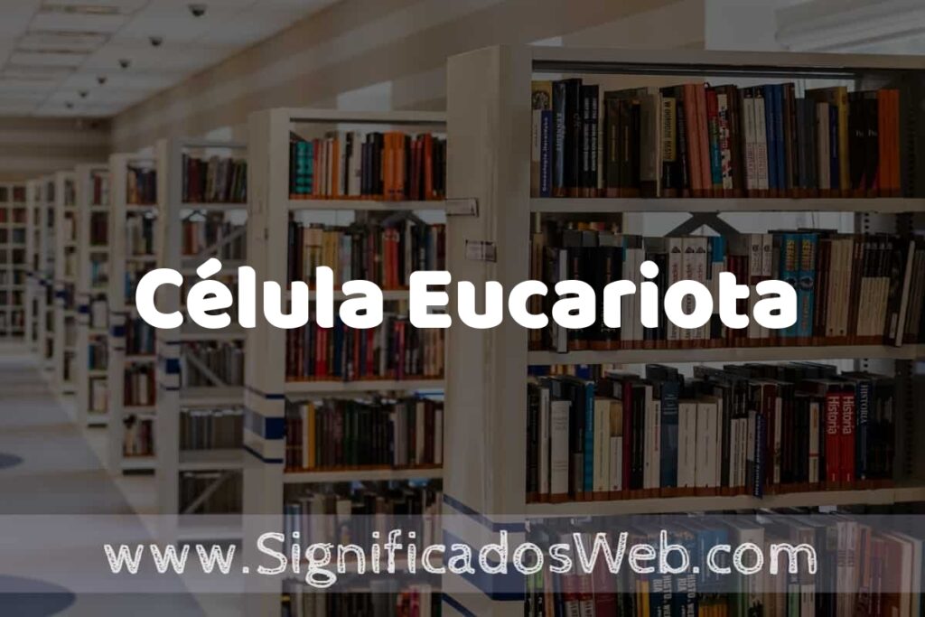 Concepto de Célula Eucariota ✔️ Significado y Definición