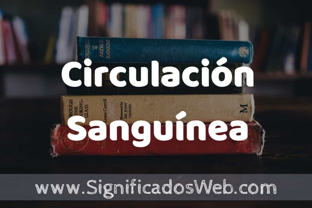 Concepto de Circulación Sanguínea ▶️¿Que es? Definición y Significado