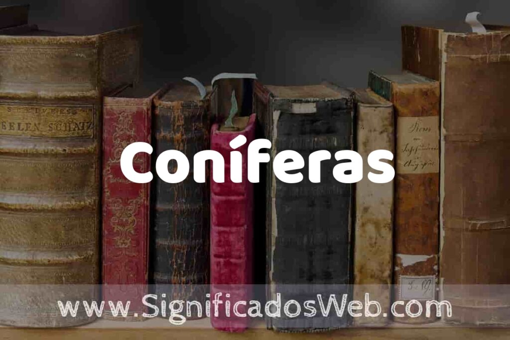 Definición de Coníferas: Que es, 5 Ejemplos, Tipos y Para que Sirve + Sinónimo y Significado