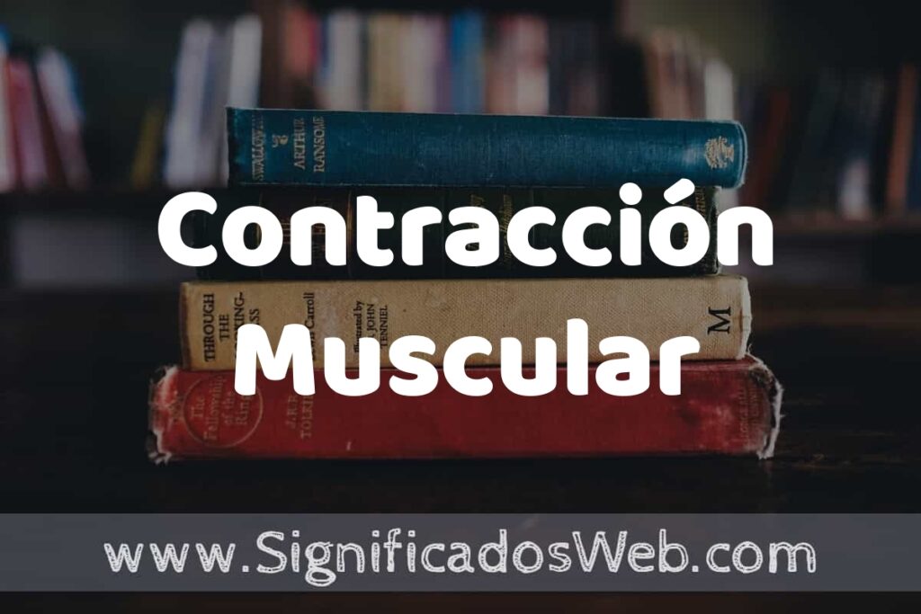 Concepto de Contracción Muscular ▶️¿Que es? Definición y Significado