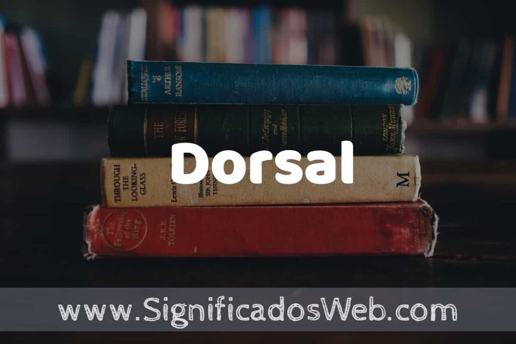 Concepto de Dorsal ▶️¿Que es? Definición y Significado