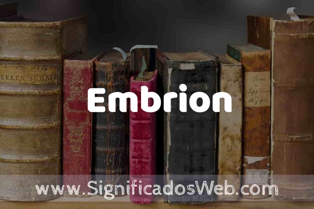 Definición de Embrion: Que es, 5 Ejemplos, Tipos y Para que Sirve + Sinónimo y Significado